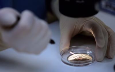 Legal and ethical ‘nightmare’ after woman gives birth to stranger’s child due to Monash IVF mistake – 11 Apr 2025