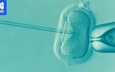 National review launched into IVF accreditation following second Monash embryo mix-up